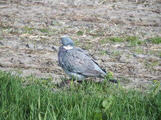 Columbida, Taube, pigeon