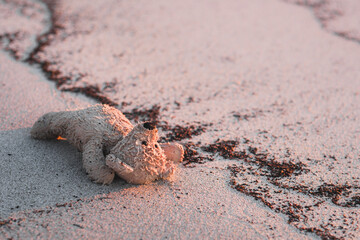 lost teddy bear on the beach