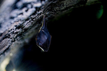 Close up small sleeping lesser horseshoe bat covered by wings, hanging upside down on top of cold...