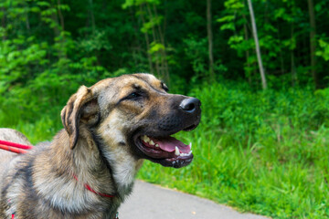 Rescue 1-yea-old puppy Anatolian Shepherd Mix dog