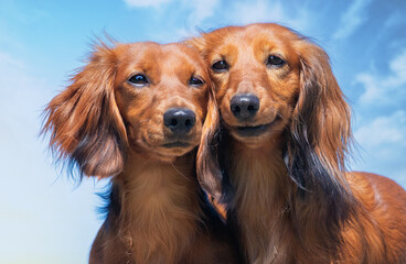 two daschhounds smiles