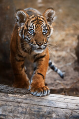 Sumatran tiger portrait