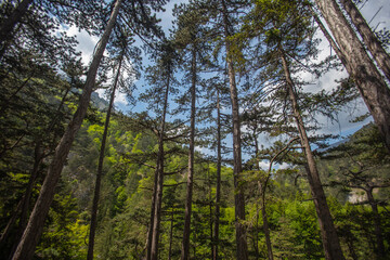 Obraz premium trees in green forest 