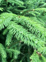 Branches after the rain / Еловие ветки после дождя (ByKate)