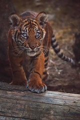 Sumatran tiger portrait