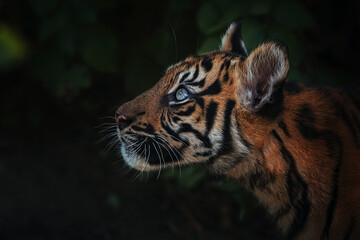 Sumatran tiger portrait