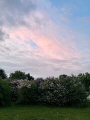 Obraz premium Trees and pink sky / Сирень и розовое небо (ByKate)