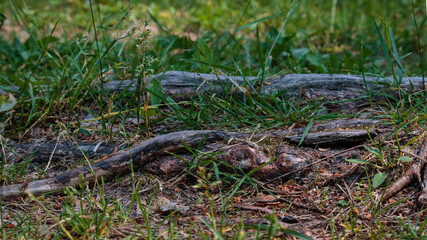 Natural steps from hundred-year-old tree roots.