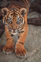 Sumatran tiger portrait