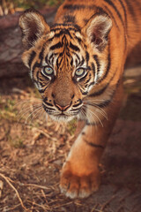 Sumatran tiger portrait