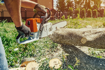 man's hands cut a walnut tree with a chainsaw in the backyard. The concept of protecting forests from deforestation