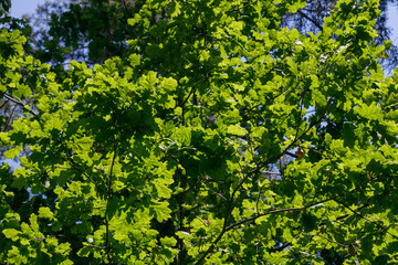 Fototapeta premium Millions of green oak leaves, brightly lit in the sun.