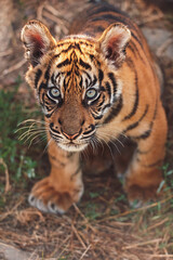 Sumatran tiger portrait