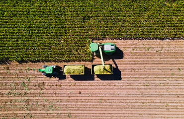 Corn harvest in the fields with transporter and harvester from above, aerial shot