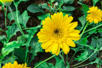 Yellow Gerbera grows in the garden