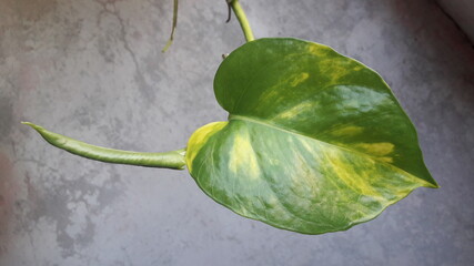 leaf on a wooden background
