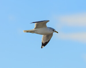 Obraz premium You can look this Ring-billed Gull almost right in the eye as it soars directly overhead. You can even see the small hole in the upper beak.