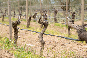 First spring leaves on a trellised vine growing in vineyard. A trellis vineyard irrigated with a drip irrigation system. Bordeaux, France