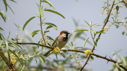 Sparrow on a tree branch with some flowers