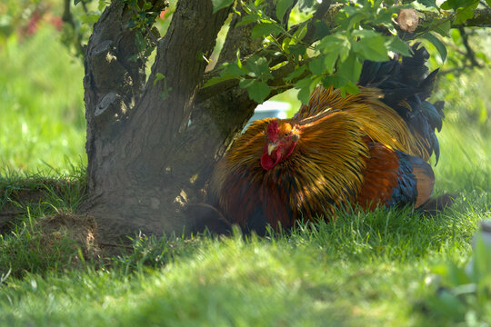 Beautiful chicken rooster under a tree with some grass in front of him. The chicken has beautiful feathers