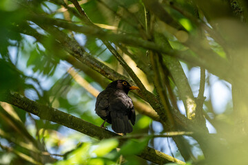 blackbird on a branch