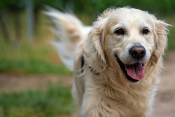 Happy golden retriever dog close up with a farm in the background