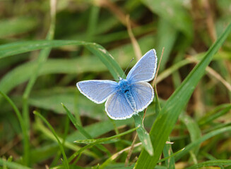 Common blue butterfly (Polyommatus icarus) on Salisbury Plain chalkland meadows