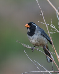 golden billed saltator