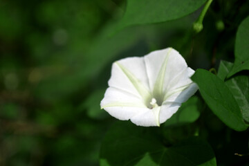 a single ipomoea obscura, small white morning glory or obscure morning glory flower