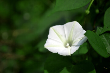 Fototapeta premium a single ipomoea obscura, small white morning glory or obscure morning glory flower