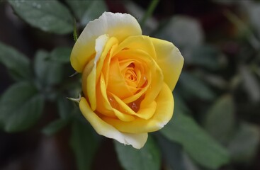 yellow rose flower