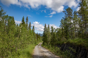 Fototapeta na wymiar Forest trail in Strauman, Velfjord, ,Helgeland,Nordland county,scandinavia,Europ