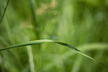 blue dragonfly in its environment