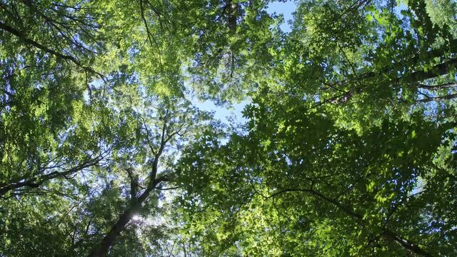 Walk beneath a forest canopy in summer