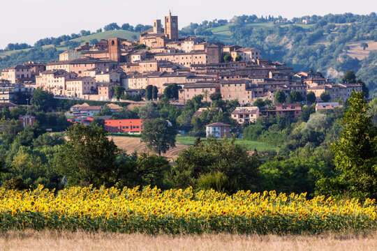 Sarnano, Macerata. Girasoli in fiore sullo sfondo del borgo