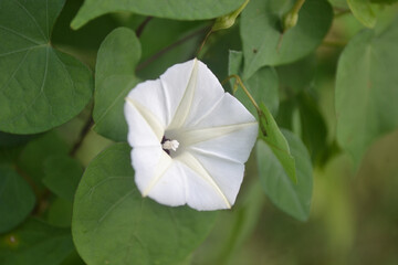 a single ipomoea obscura, small white morning glory or obscure morning glory flower