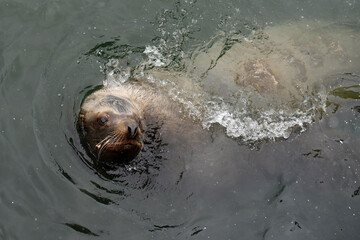 Portrait of Sivuch sea lion swimming with head above the water. Petropavlovsk-Kamchatsky, Kamchatka Peninsula, Russia.