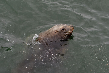 Fototapeta premium Portrait of Sivuch sea lion swimming with head above the water. Petropavlovsk-Kamchatsky, Kamchatka Peninsula, Russia.