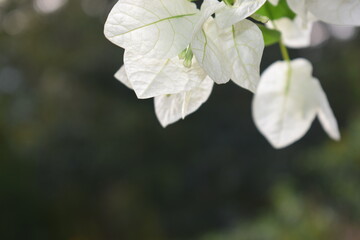 bougainvillaea white flower hanging from a branch in sunny day with copy space