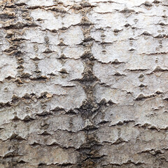 tree bark texture