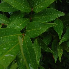 rain drops on leaf