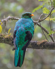 golden headed quetzal