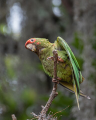 mitred parakeet stretching on branch