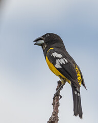 black backed grosbeak