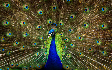 Obraz premium Peacock with beautiful feathers