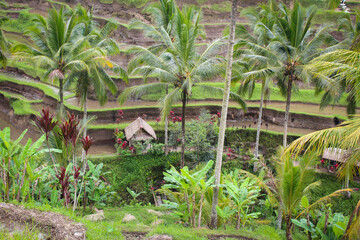 a small house in the rice terraces