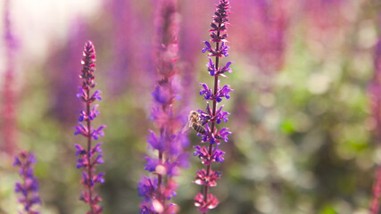 Obraz premium A honey bee pollinates lavender violet flowers in the city park in the summer. A bee drinking the nectar. Background image for the web or social media. Close-up bokeh wallpaper.