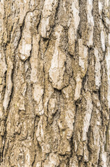 Embossed texture of pine bark with green moss. Photo of wood texture for pattern