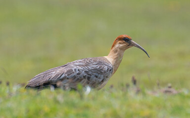 Andean Ibis