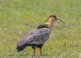 Andean Ibis